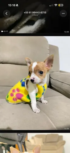 Cachorro Pinscher 0 macho 