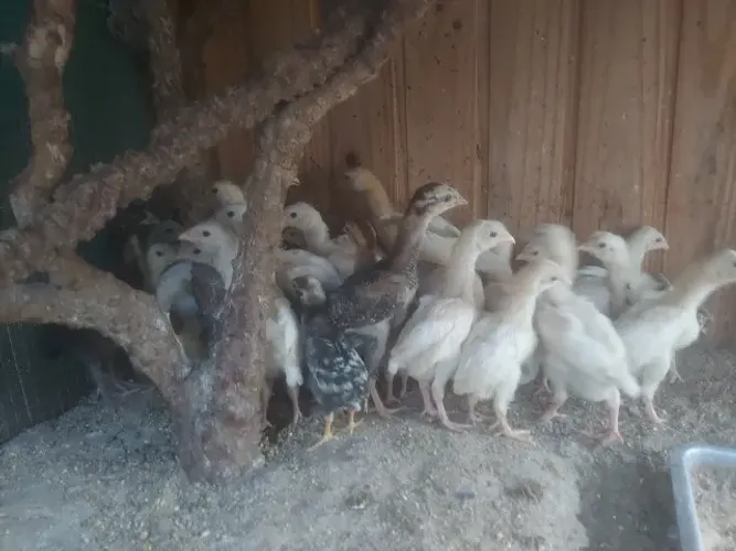 Pintinhos