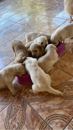 Filhotes Golden retriever