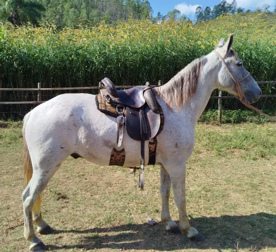 Cavalo