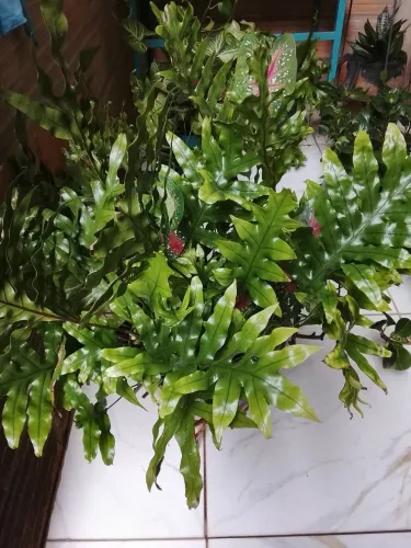Plantas jardinagem 
