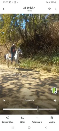 mangalarga marchador