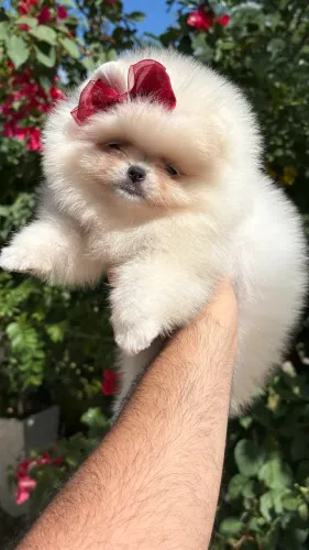 Lulu da pomerania femea