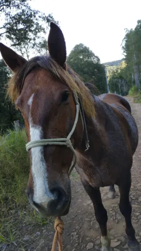 Cavalos