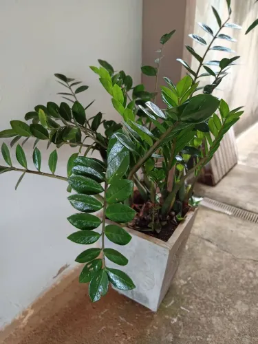 Lantas naturais