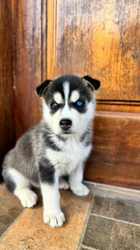 Husky Siberiano,Husky Siberiano Filhote Muito Amoroso e Dócil