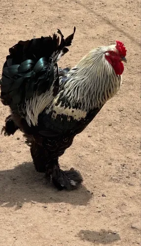 Lindo Galo