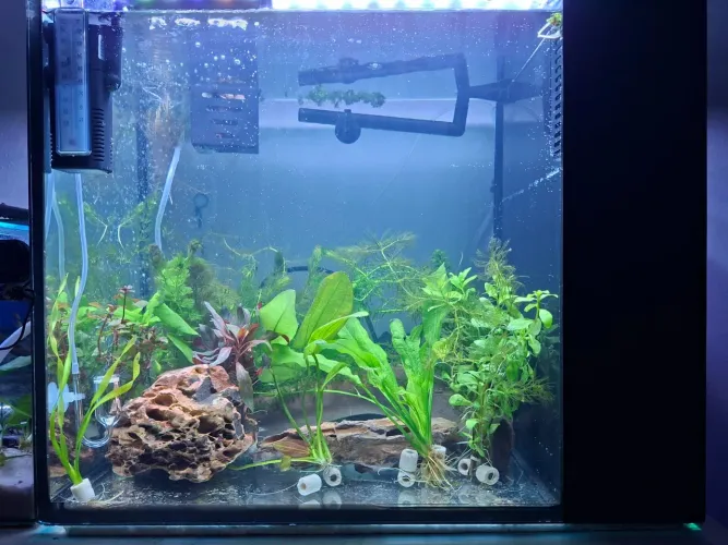?Aquário / Aquaterrário 74 Litros com Sump Lateral e Tampas de vidro Apenas o Vidro (10mm)
