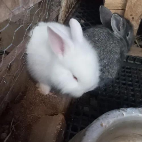 Filhotes de coelhos 