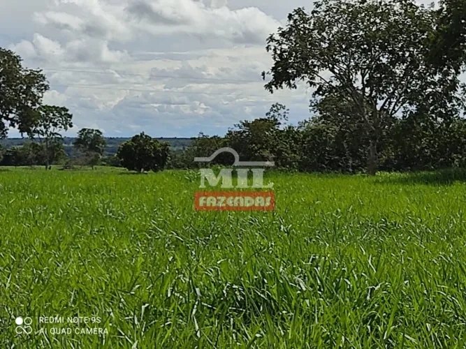 Fazenda em Santa Tereza de Goiás. 101 Alqueires