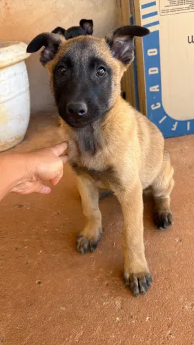 Filhote de pastor malinois 