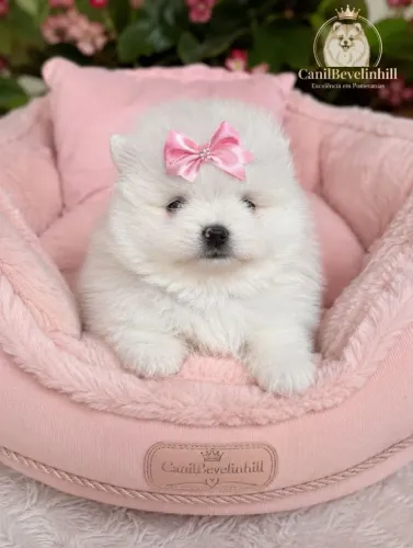 Lulu da Pomerânia anão um verdadeiro bibelô macho e fêmea