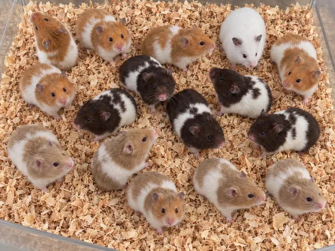 HAMSTER SIRIO - 17 roedores 