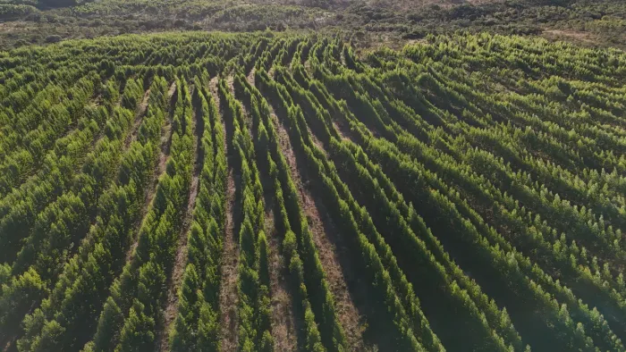 Fazenda de eucalipto e café em Engenheiro Navarro