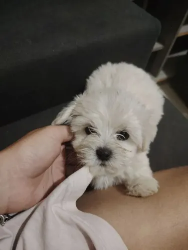Maltês Um cachorrinho que chama atenção por onde passa
