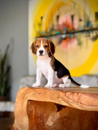 Beagle inglês para Campos