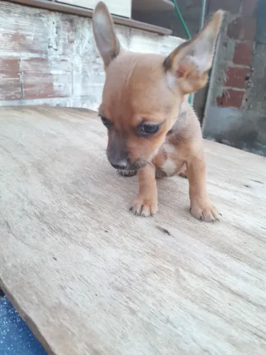 Disponivel para venda