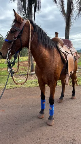Vende-se Cavalo