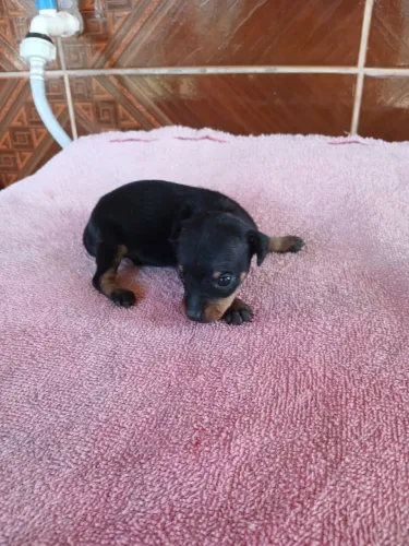 Vendo filhote de pinscher
