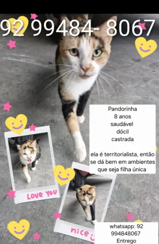 Adoção responsável- Pandotinha tricolor