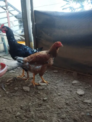 FRANGOS NOVOS GSB (GALINHA SERTANEJA BALAO)