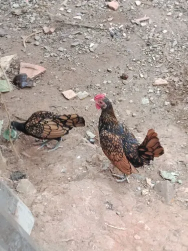 Casal de sebhrit dourado novos,