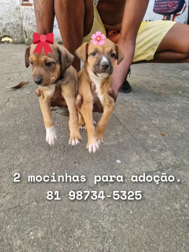 Adoção URGENTE 