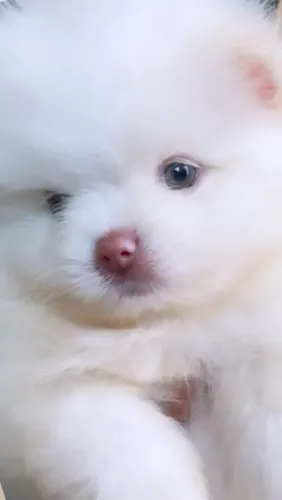 Spitz alemão anão/ Lulu da Pomerânia lindos filhotes
