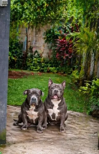 American bully Fêmea adulta 