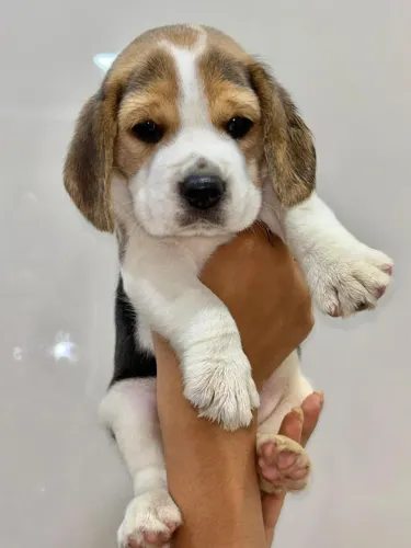 Filhotes de beagle com pedigree em até 12x