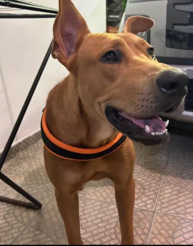 Estou doando cachorro
