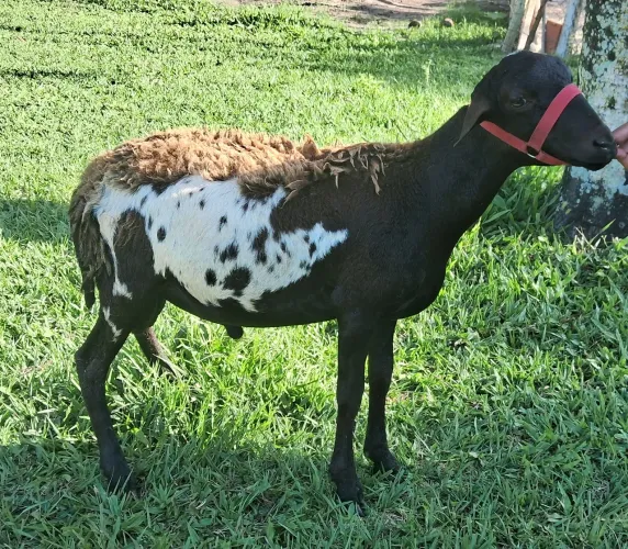 borrego santa ines