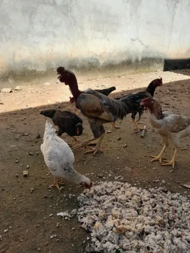 Vende-se Galo pescoço pelado e três galinhas por 300 reais 