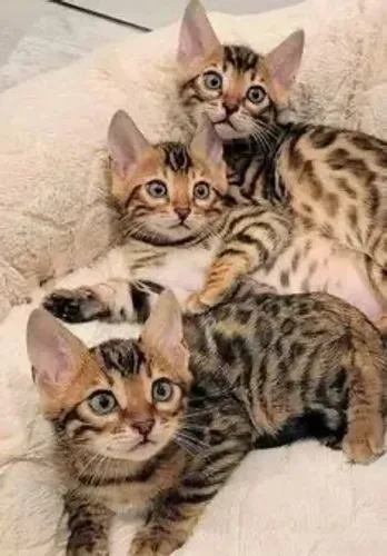 Bengal Macho e Fêmea