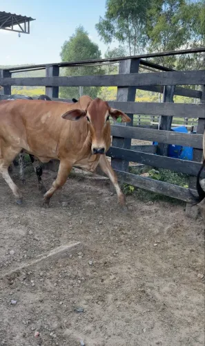 Novilhas prenhas de 7 a 8 meses 