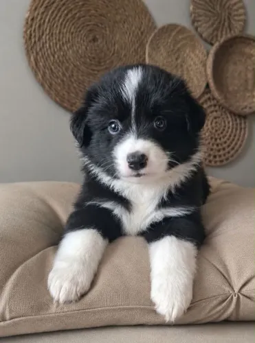 Filhote border collie, Adoce sua vida com um filhote cheio de amor!