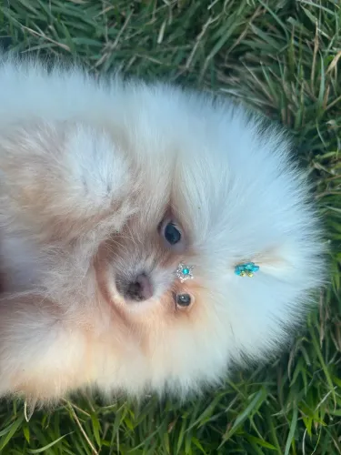 Lindo machinho de Lulu da pomerania