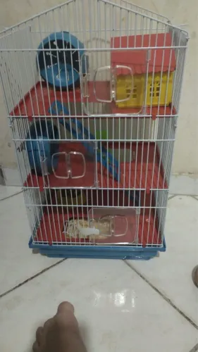 Gaiola de hamster 3 andares com um casal de 3 meses 