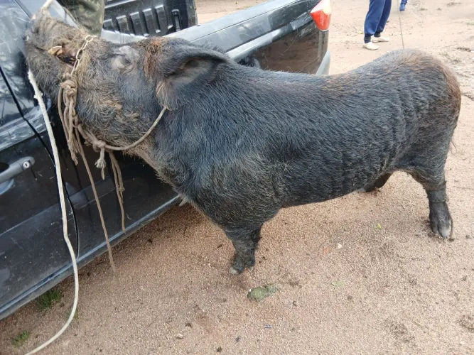 Vendo cachaço media300kg