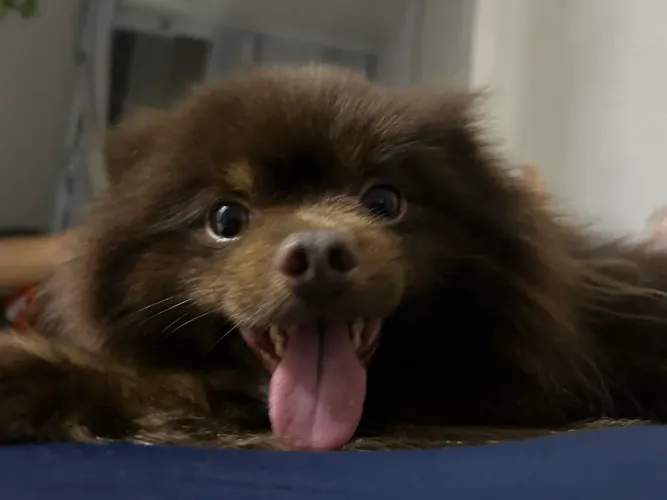 Spitz