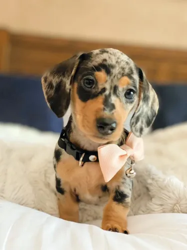Basset teckel filhote 