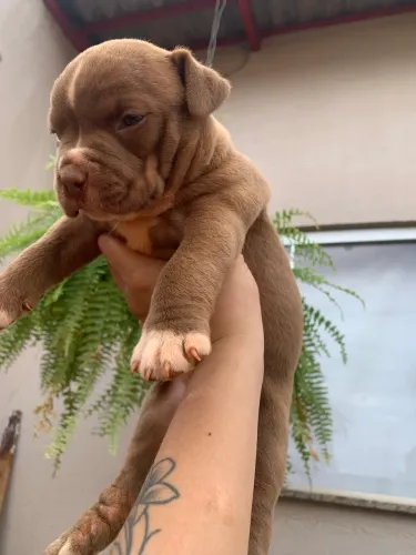 Filhote de pitbull fêmea 