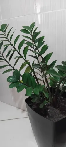 Planta Zamioucuca no vaso