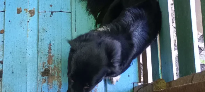 Doação de cachorro mistura de poodle com salsicha