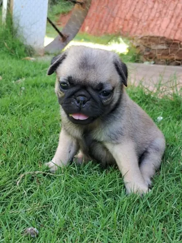 Seu Pug dos Sonhos Está Aqui ? Segurança e Garantia de Saúde