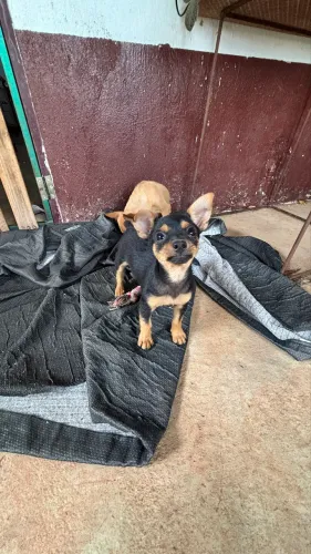 Pinscher