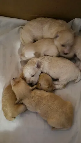 Vendo 5 filhotes de poodle