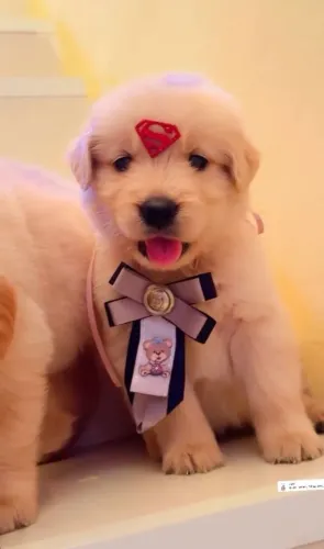 Golden Retriever