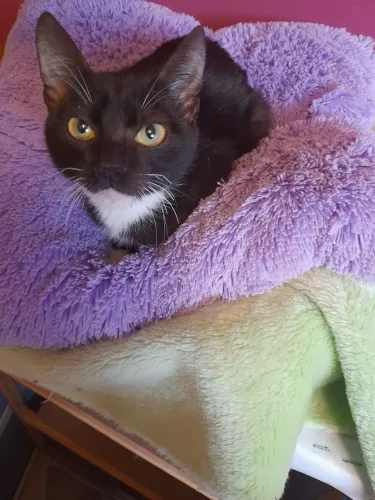 Filhotes de gato pra doação