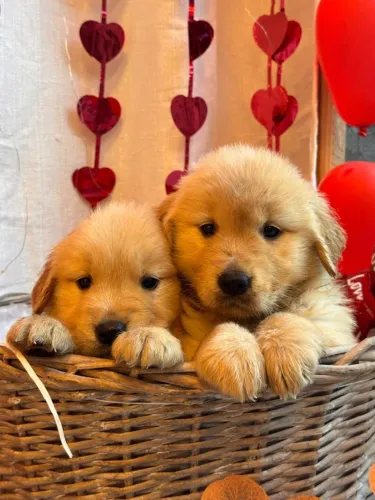 golden retriever disponivel